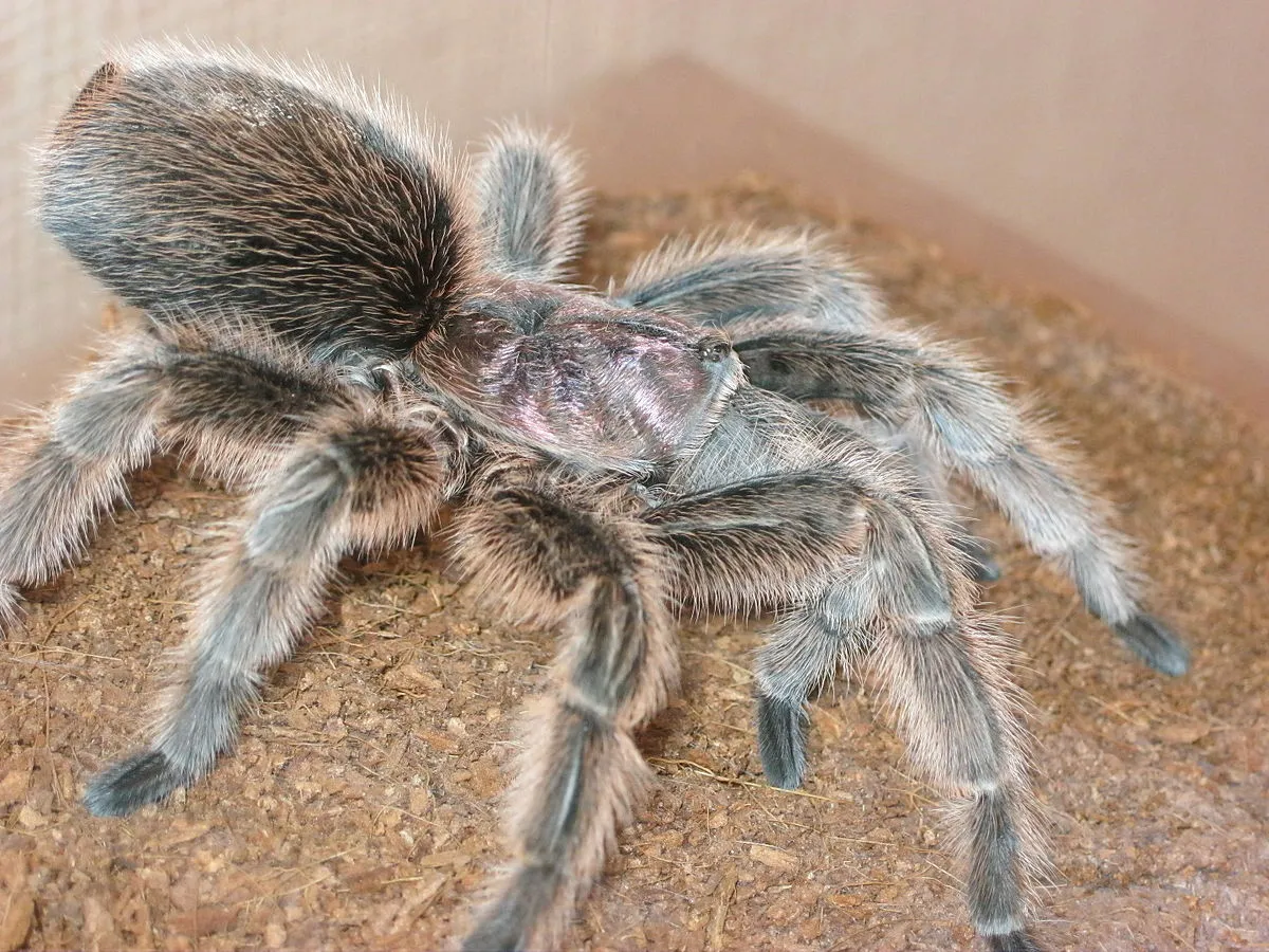 20259 rose hair tarantula feeding