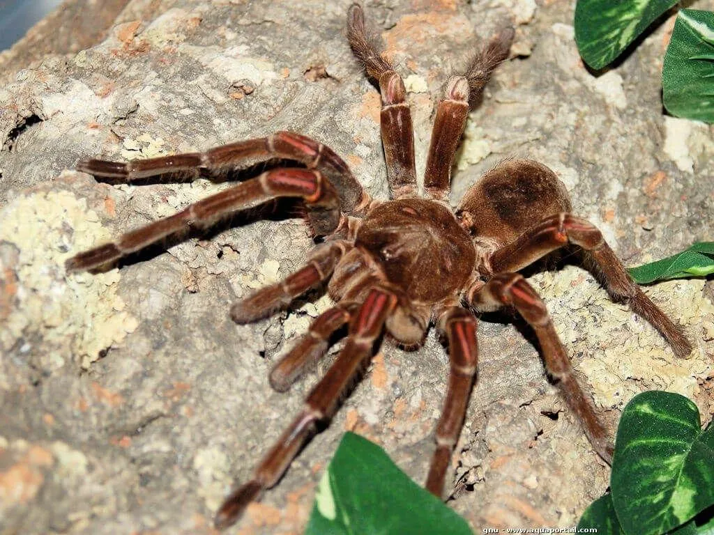 /img/20260-theraphosa-blondi-tarantula-behavior.webp