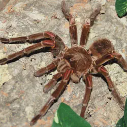 /img/20260-theraphosa-blondi-tarantula-behavior.webp