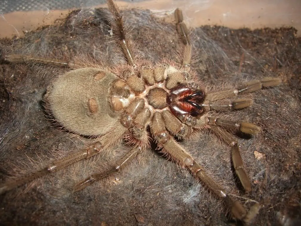 20260 theraphosa blondi tarantula defense