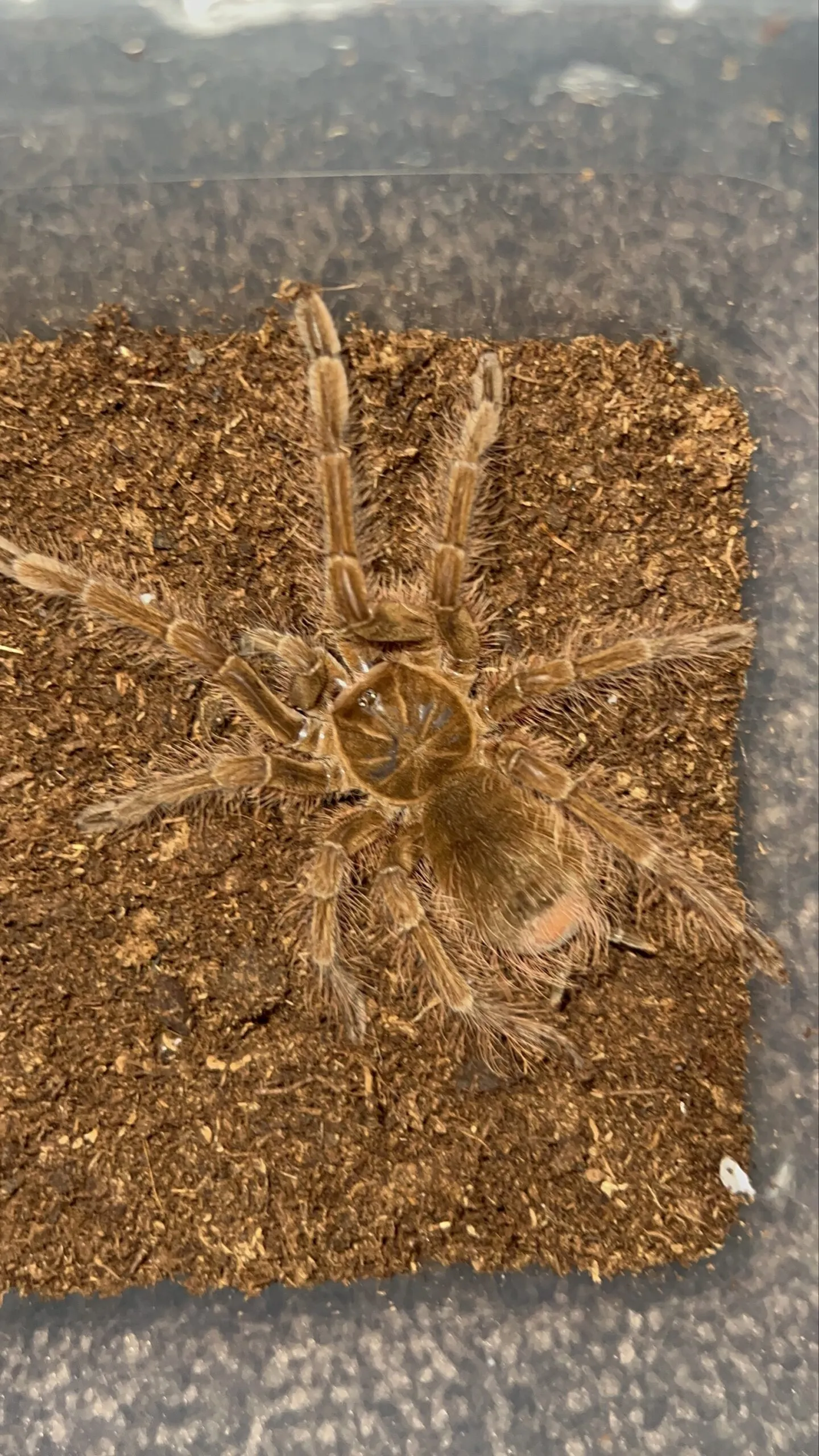 20260 theraphosa blondi tarantula feeding