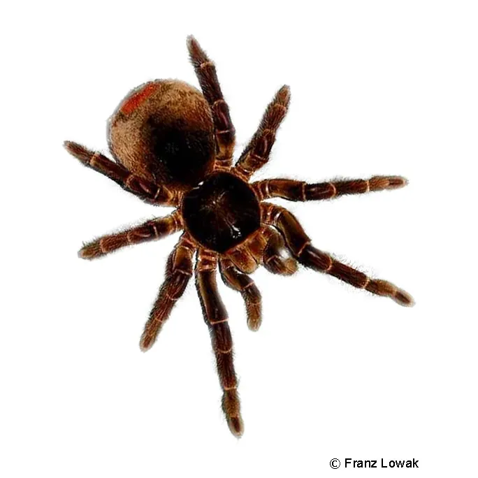 20260 theraphosa blondi tarantula habitat