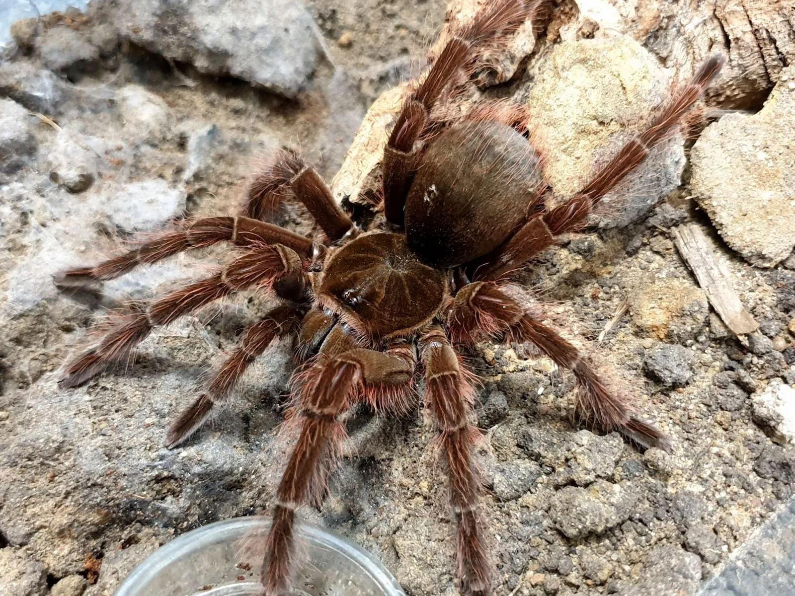 20260 theraphosa blondi tarantula lifespan