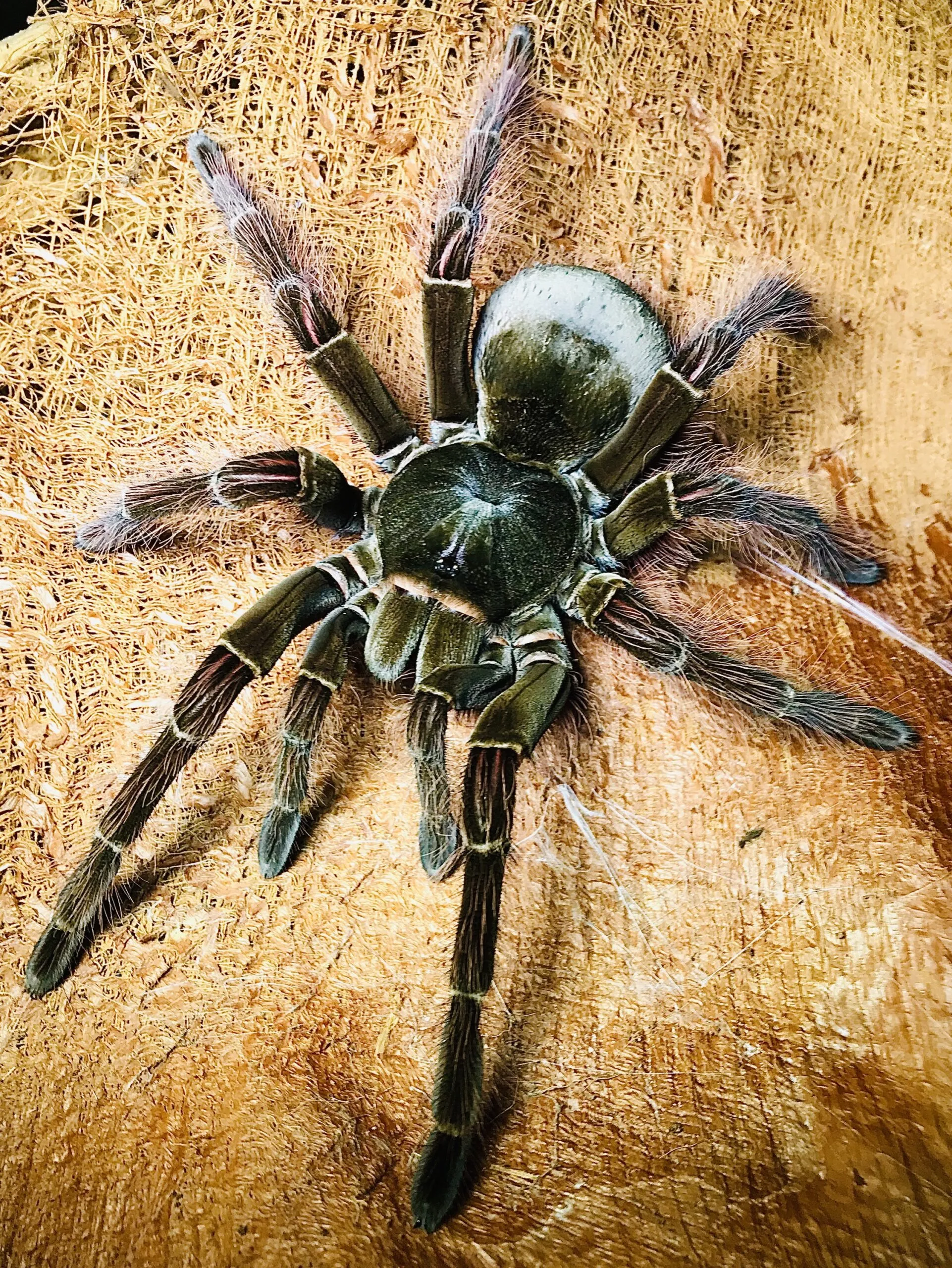 20260 theraphosa blondi tarantula venom