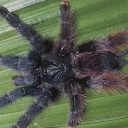/img/20261-pink-toe-tarantula-pictures-mature.webp