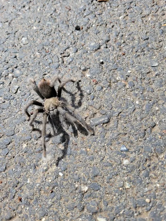 /img/20262-tarantula-conservation.webp