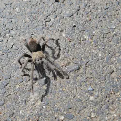 /img/20262-tarantula-conservation.webp
