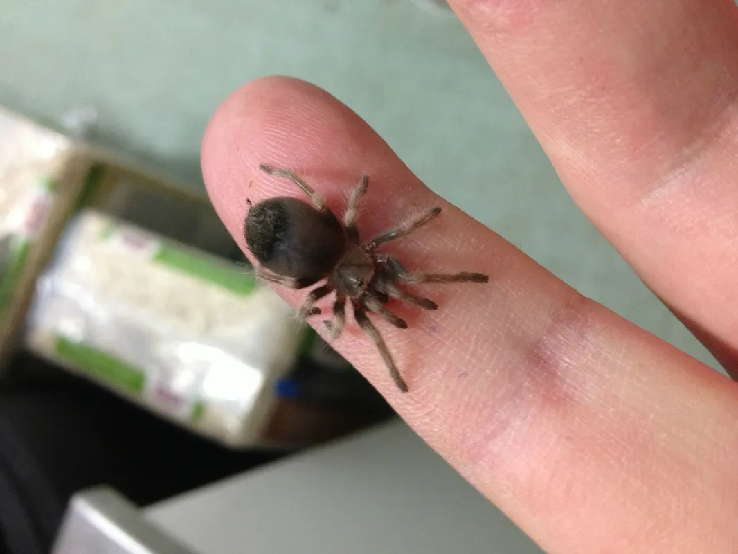 20264 chilean rose tarantula