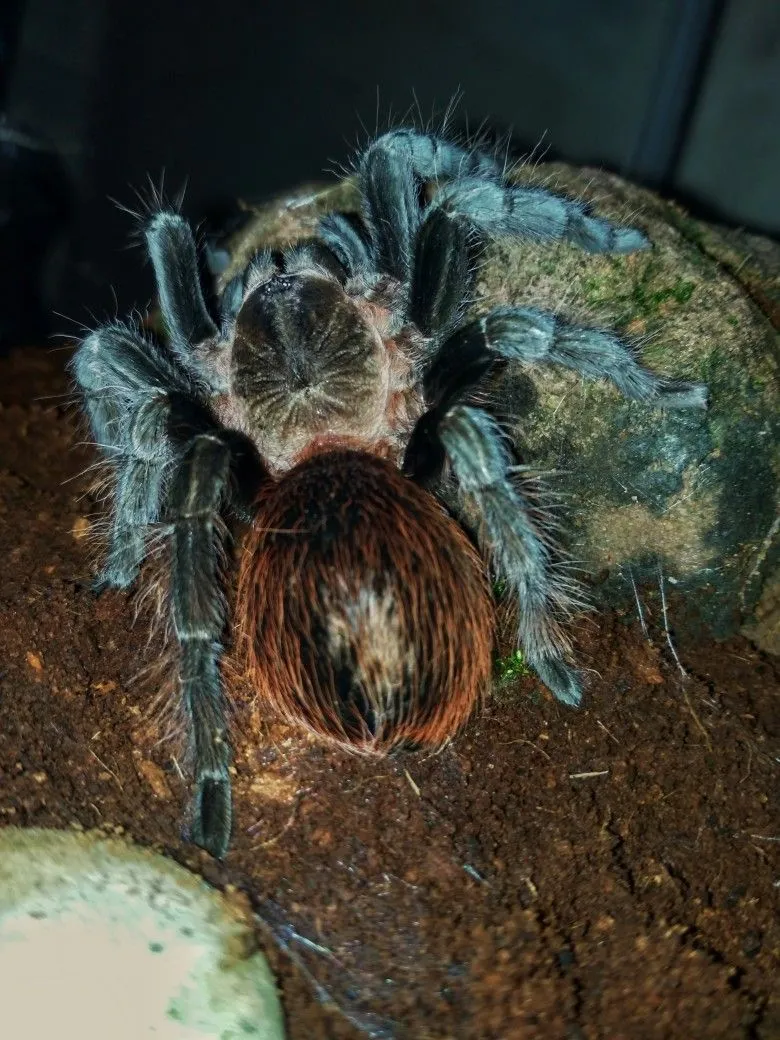 /img/20265-tarantula-pet-city.webp