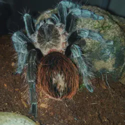 /img/20265-tarantula-pet-city.webp