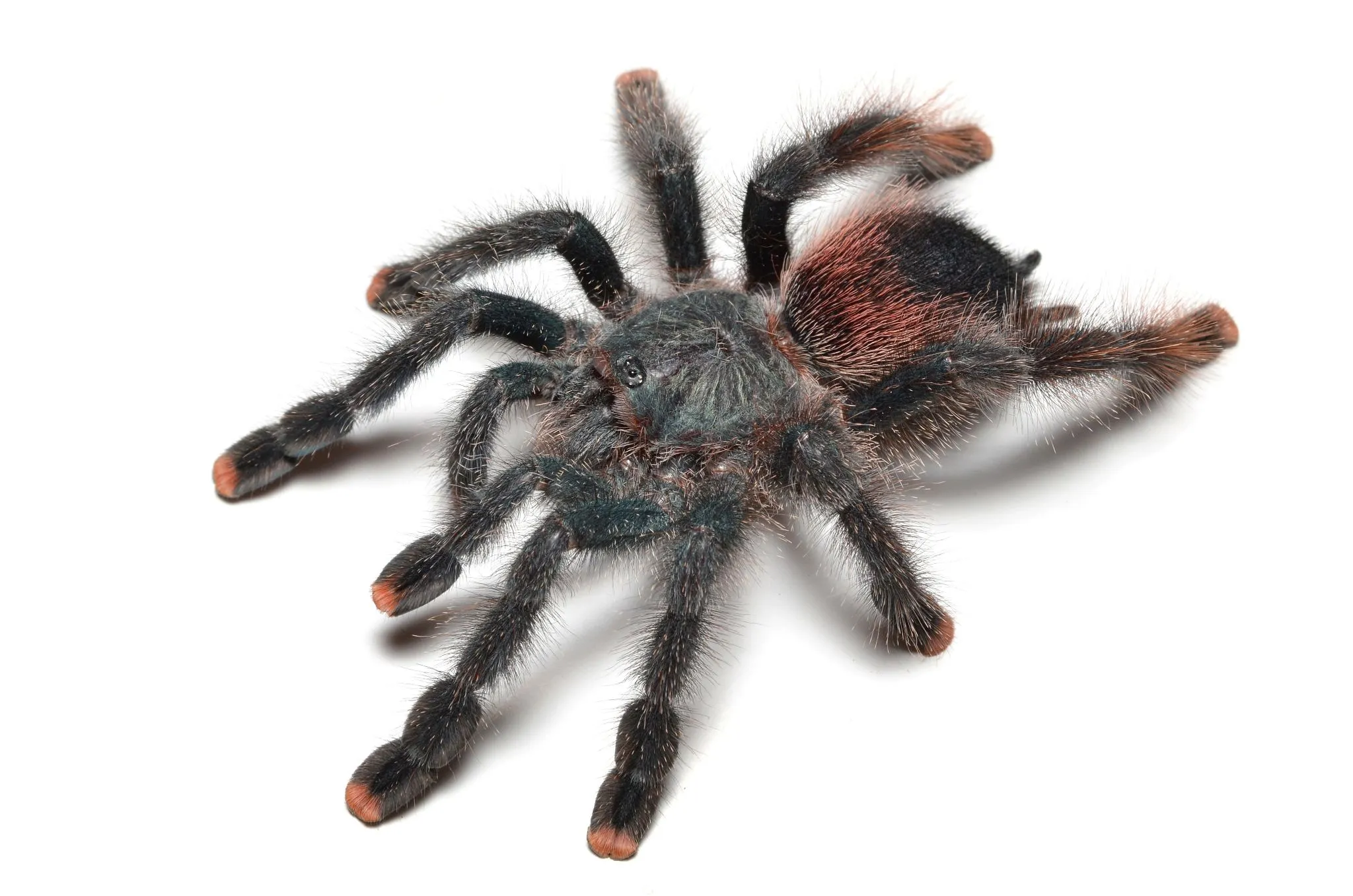 20265 tarantula species