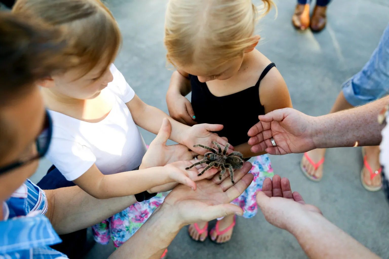 20267 tarantula handling