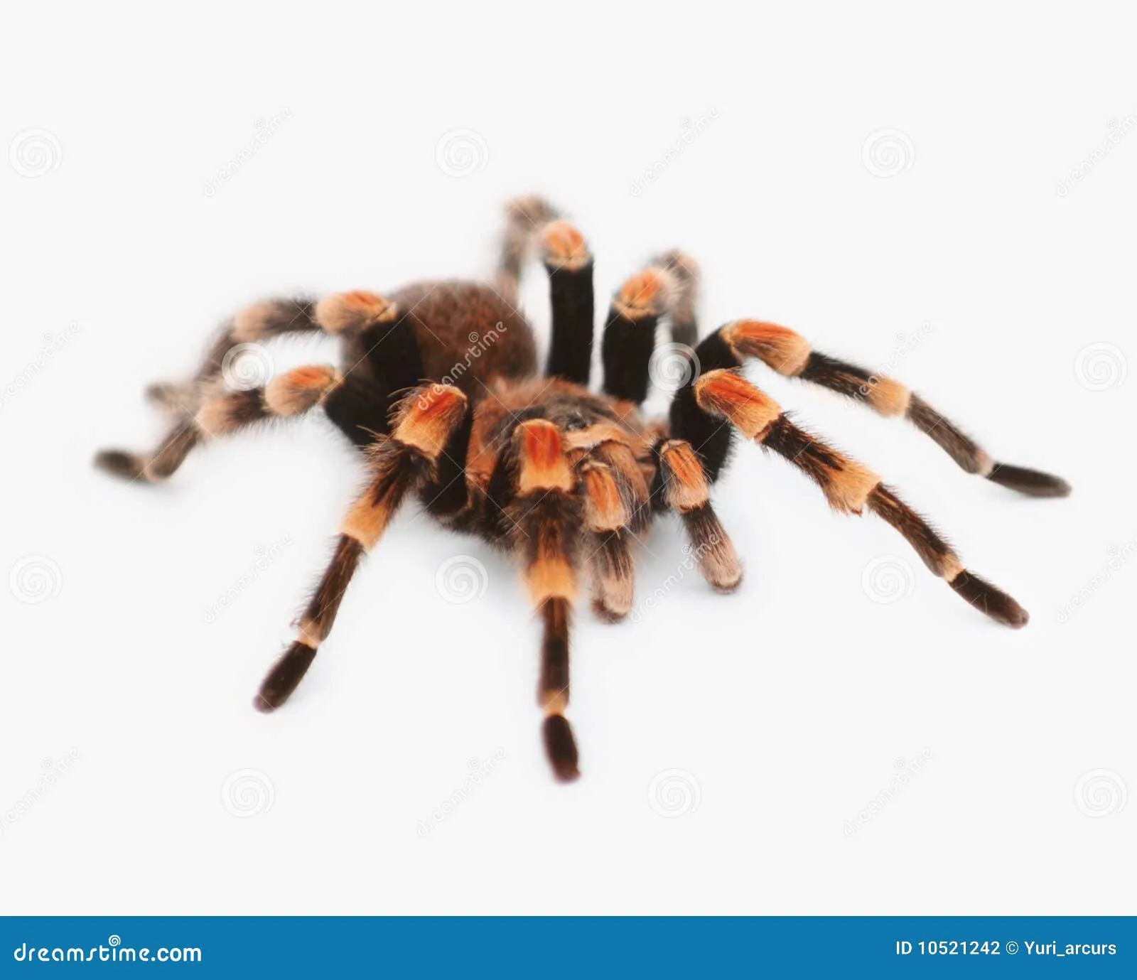 20267 tarantula species