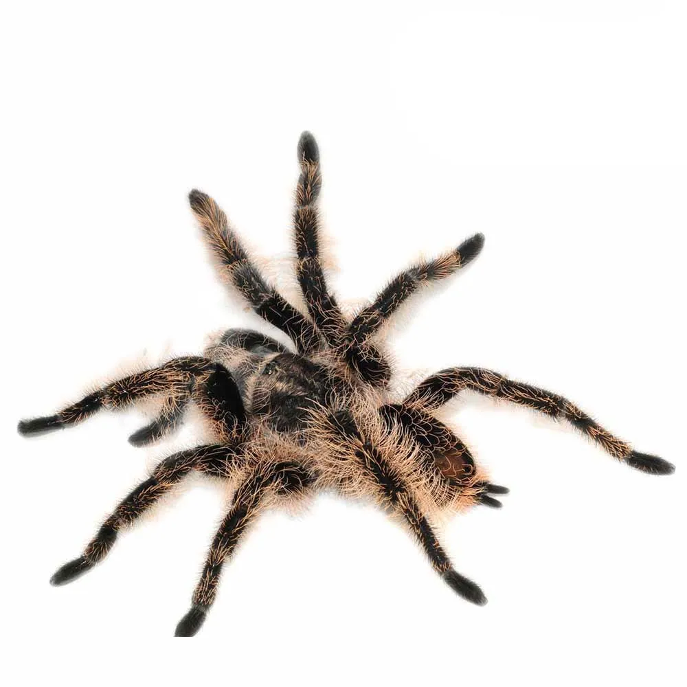 20270 curly hair tarantula molting
