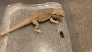 20271 tarantula juvenile