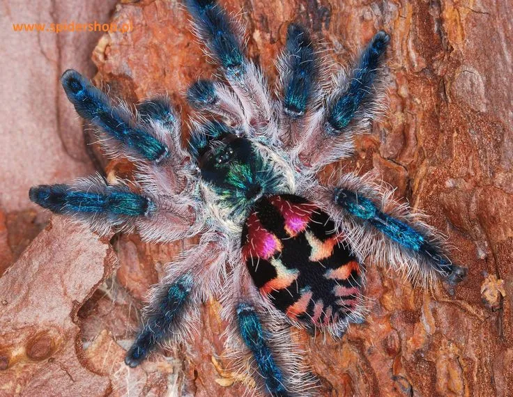 20272 feeding tarantula