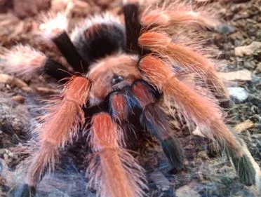 20274 mexican fireleg tarantula closeup