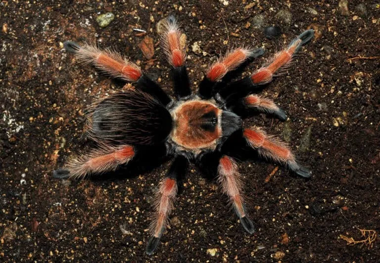 20274 mexican fireleg tarantula feeding