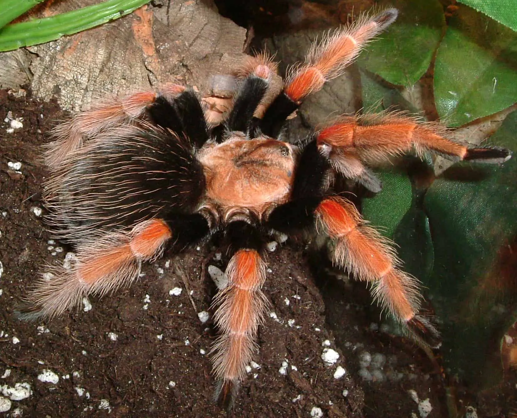 20274 mexican fireleg tarantula handling
