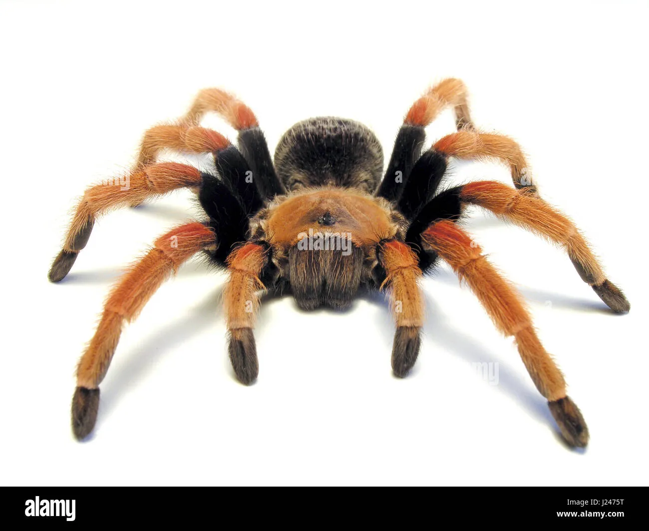 20274 mexican fireleg tarantula juvenile
