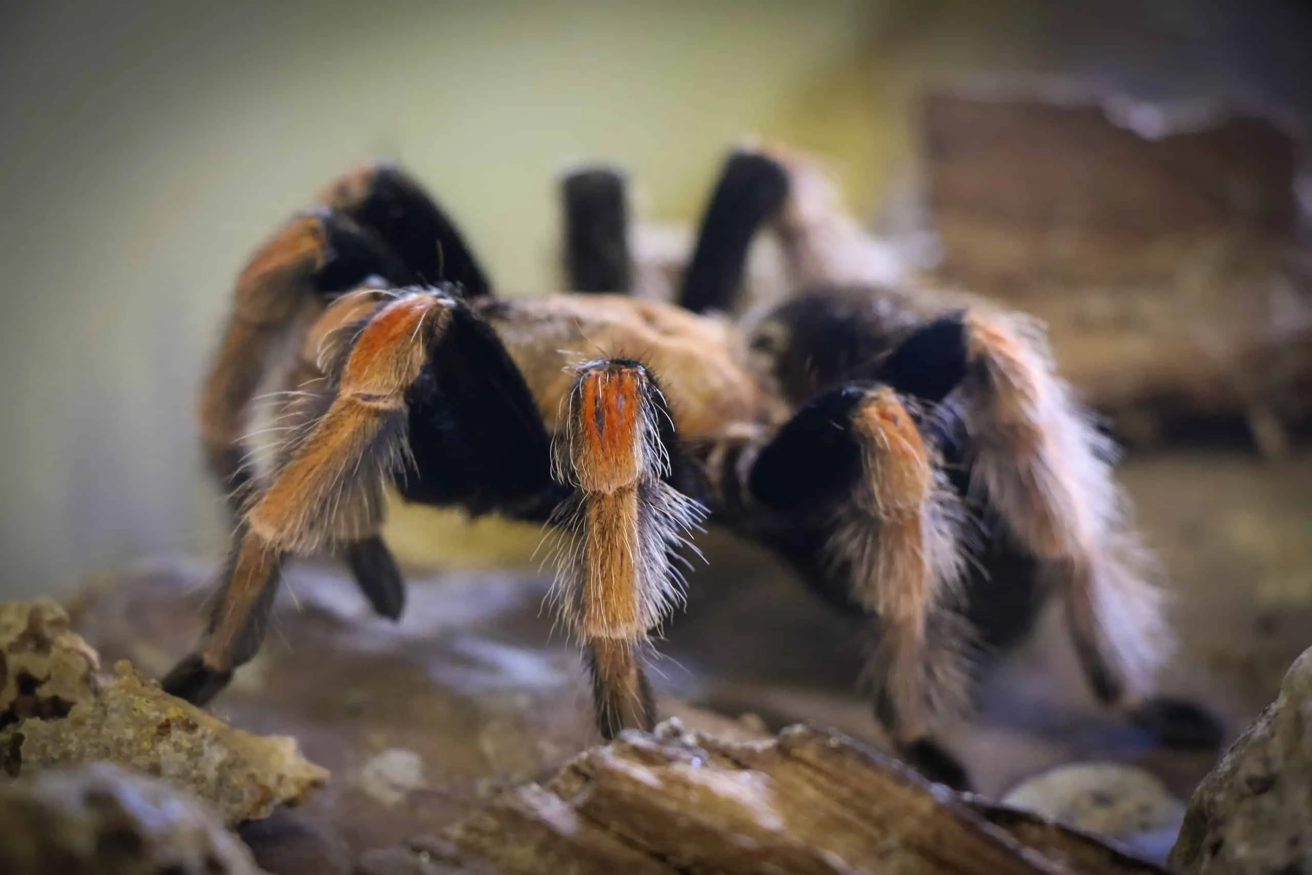 20274 mexican fireleg tarantula molting