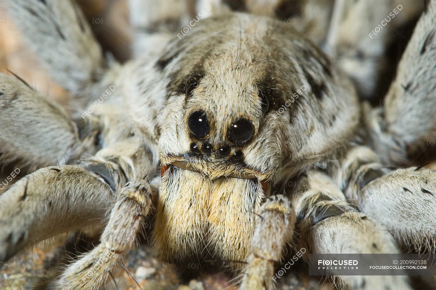 20276 tarantula hunting