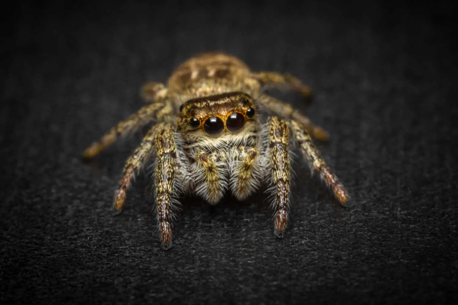 20276 tarantula primary eyes