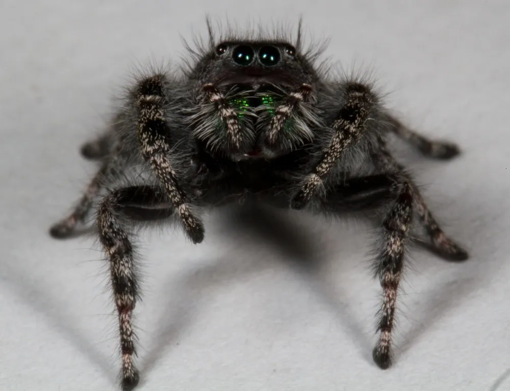 20276 tarantula secondary eyes