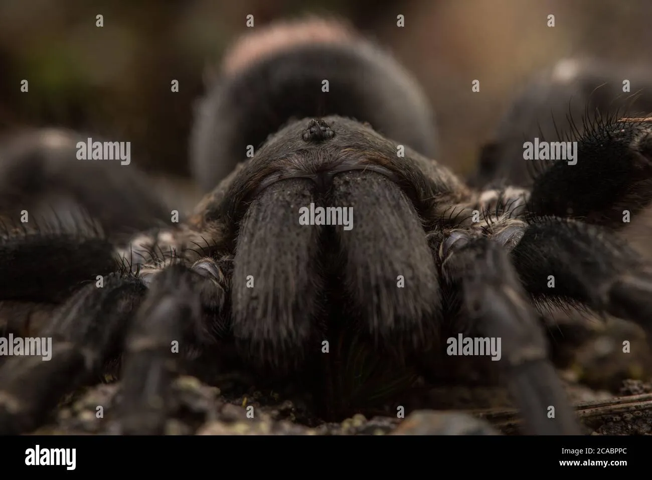 20276 tarantula terrestrial