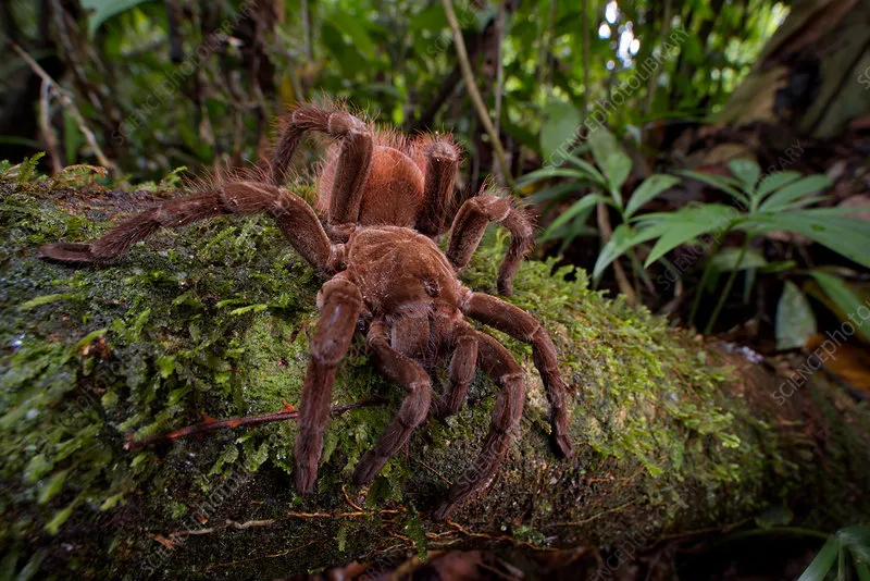 20278 brown velvet birdeater habitat