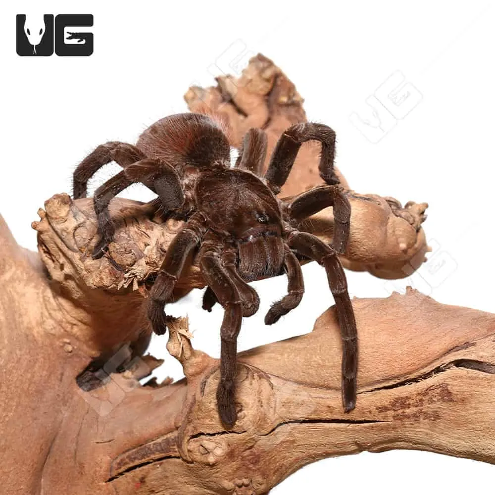 20278 brown velvet birdeater tarantula 4