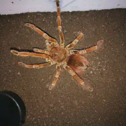 /img/20278-brown-velvet-birdeater-tarantula-5.webp