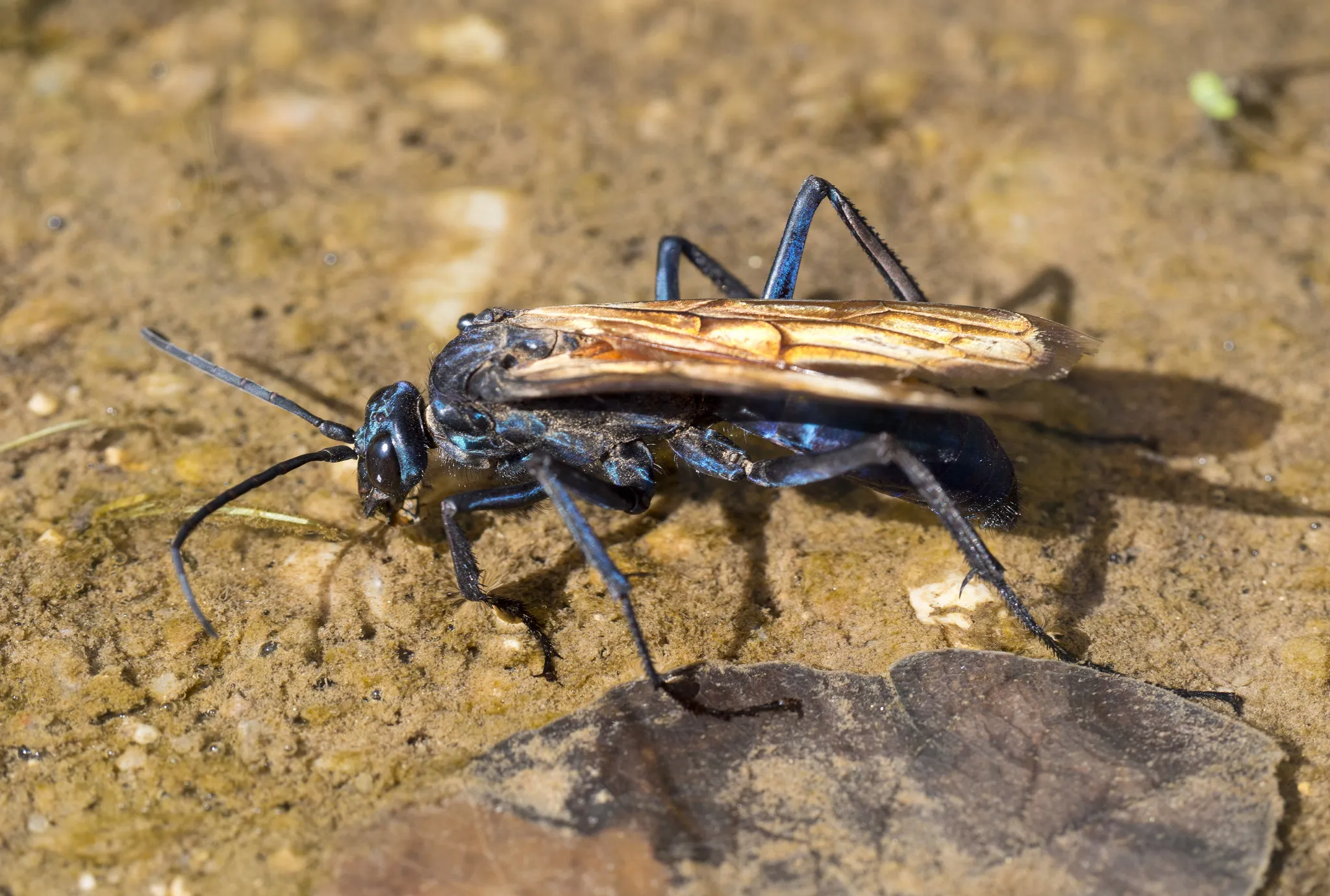 20281 tarantula hawk arizona hunt