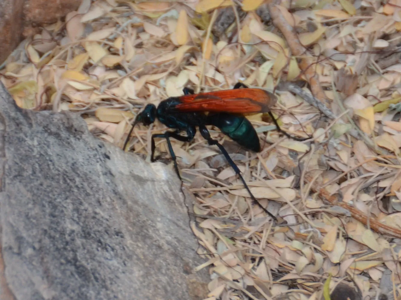 20281 tarantula hawk arizona male