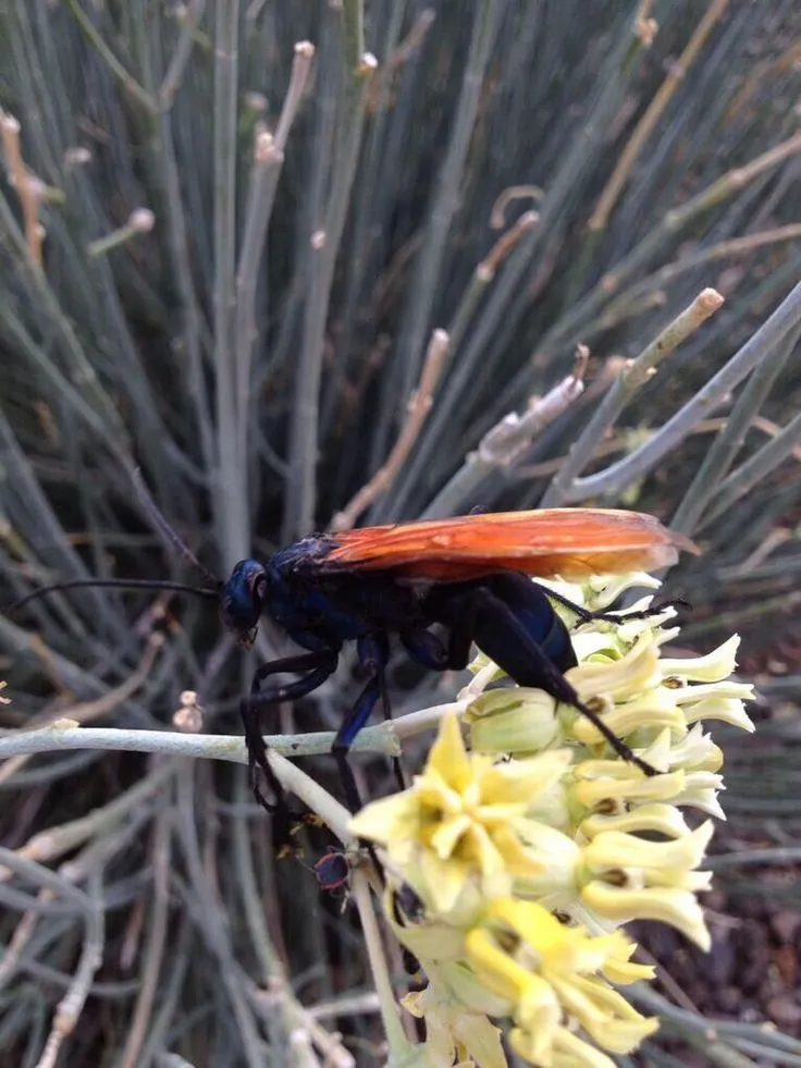 20281 tarantula hawk arizona nest