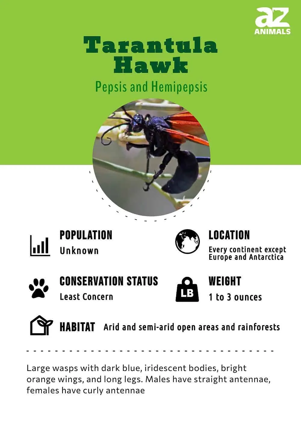 20281 tarantula hawk arizona sting