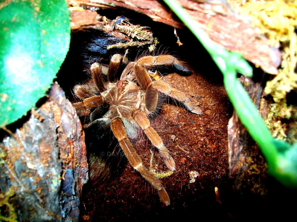 20282 columbian giant tarantula feeding