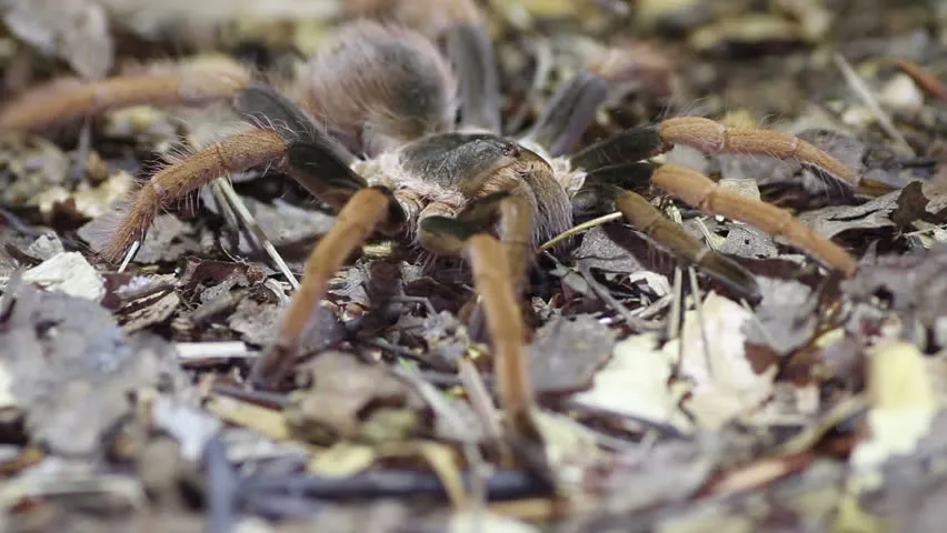 20282 columbian giant tarantula habitat