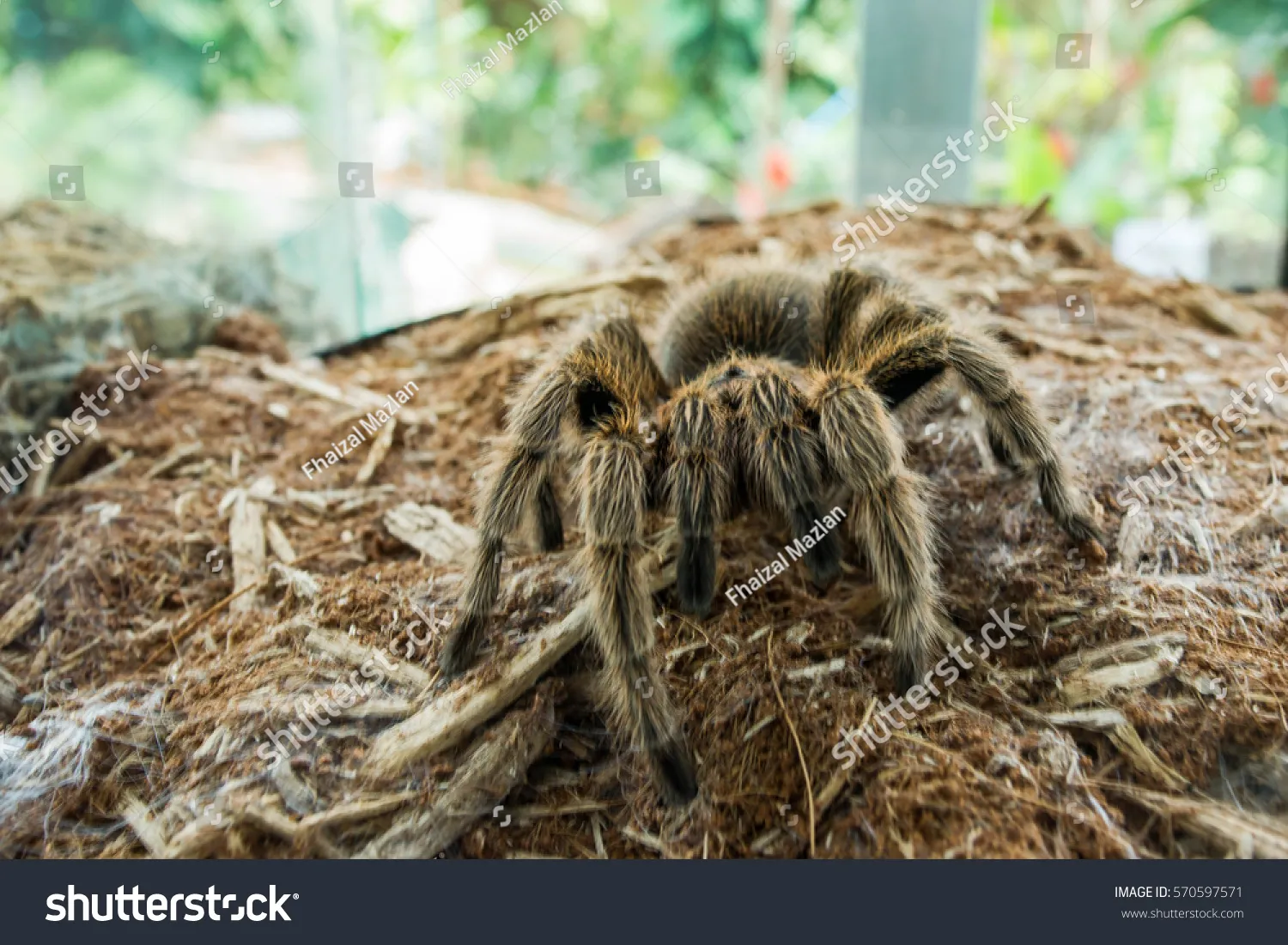 20282 columbian giant tarantula handling