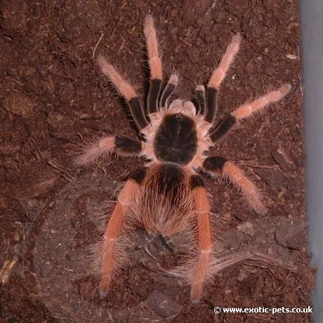 /img/20282-columbian-giant-tarantula-molting.webp