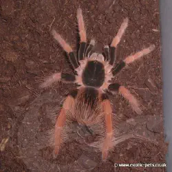 /img/20282-columbian-giant-tarantula-molting.webp