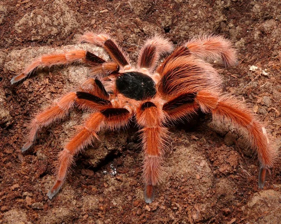 20282 columbian giant tarantula overview