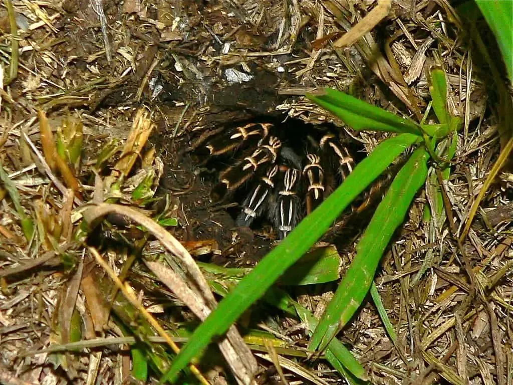 20283 buying costa rican zebra tarantula