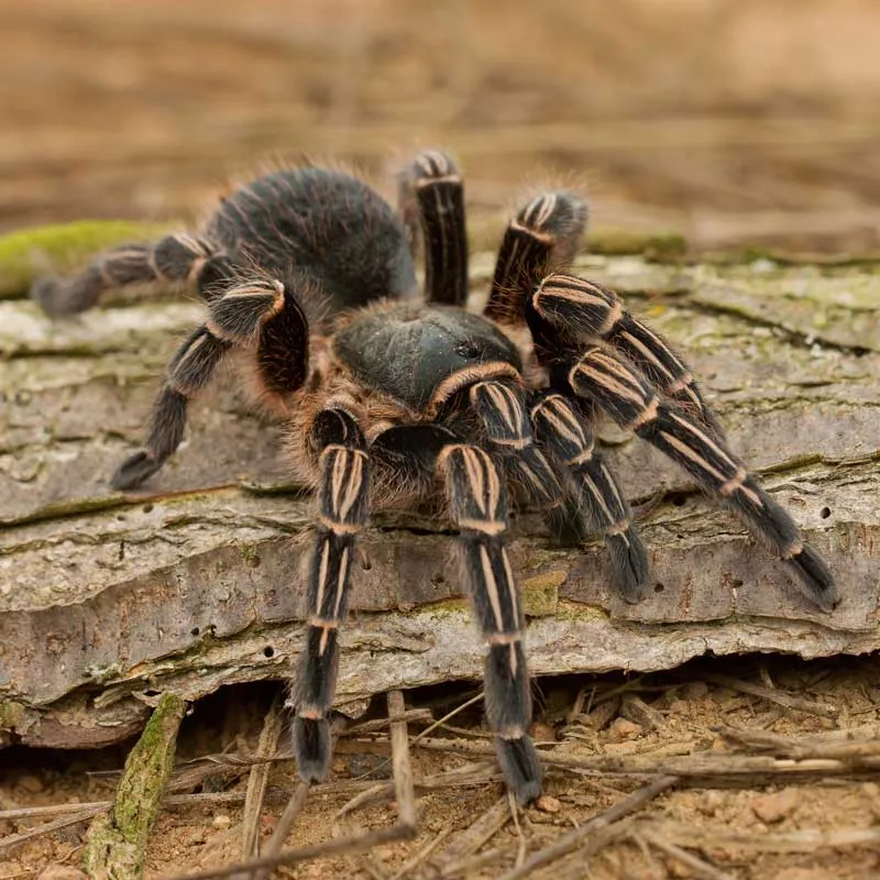 20283 costa rican zebra tarantula enclosure