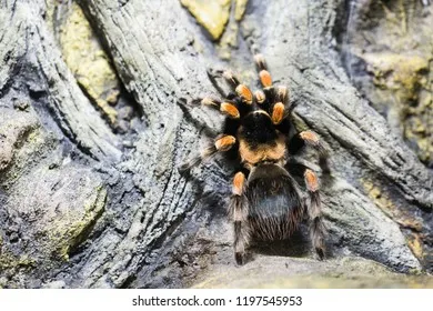 /img/20283-costa-rican-zebra-tarantula-feeding.webp