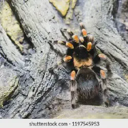 /img/20283-costa-rican-zebra-tarantula-feeding.webp