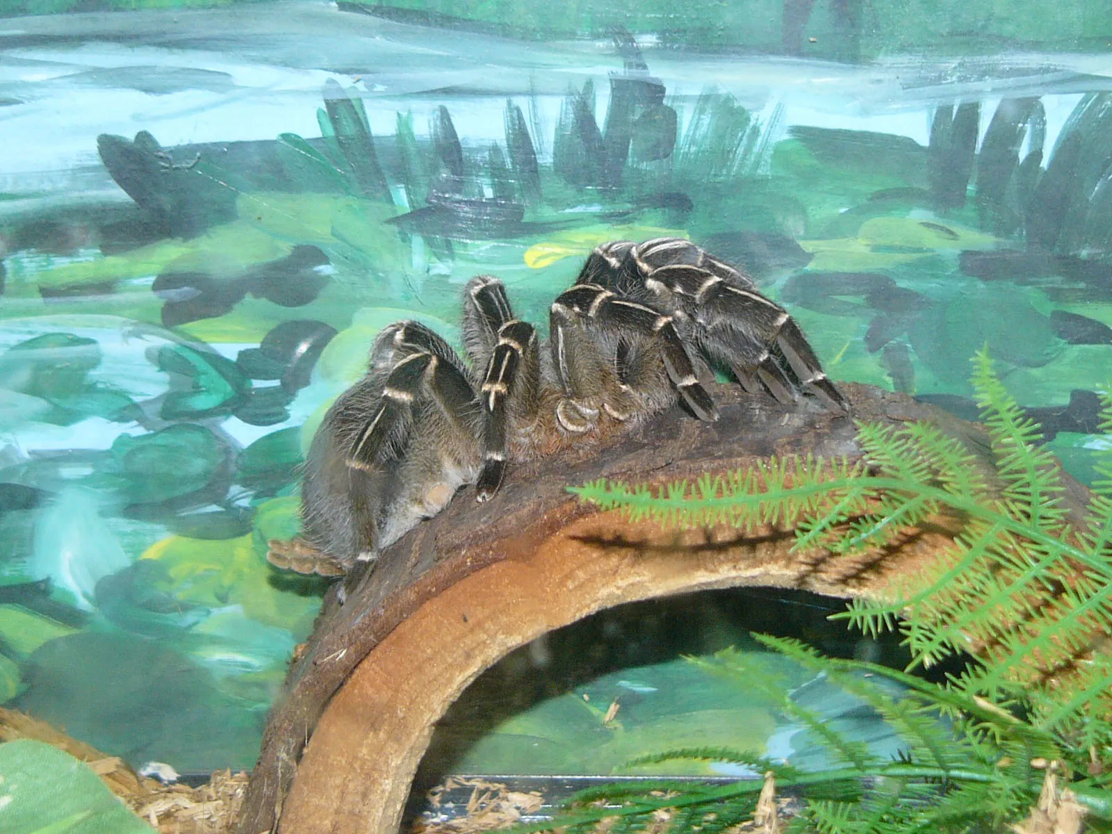 20283 costa rican zebra tarantula habitat