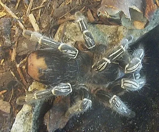 20283 costa rican zebra tarantula morphs