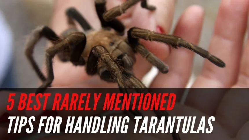 20287 tarantula substrate