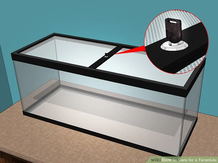 20287 tarantula water dish